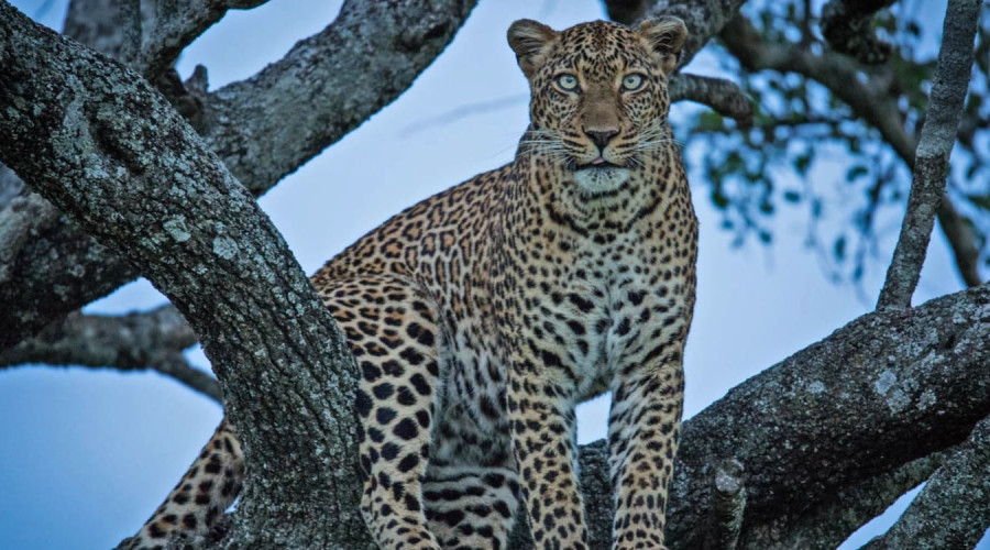 Behavior & Hunting Styles