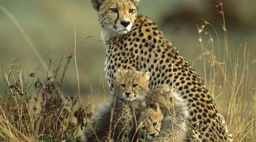 Where to Spot Cheetahs in East Africa