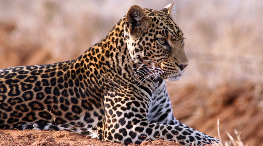 Fascinating Safari Facts