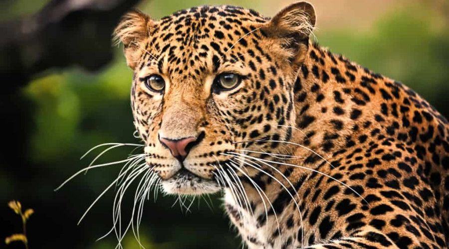 Where to Spot Leopards in East Africa