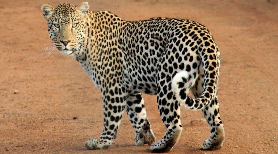 Key Takeaway for Safari Travelers