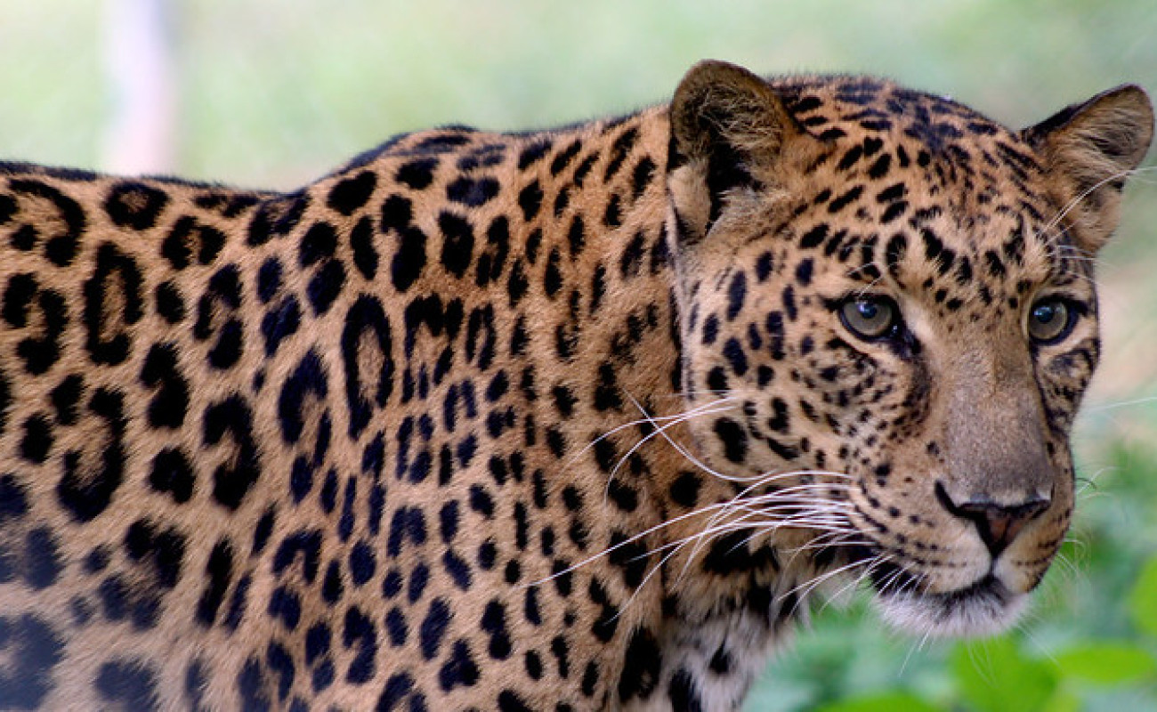 What Are the Big Five?