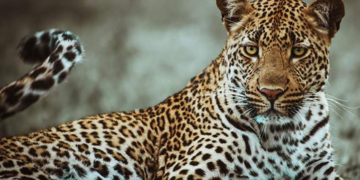 Leopard – The Master of Stealth