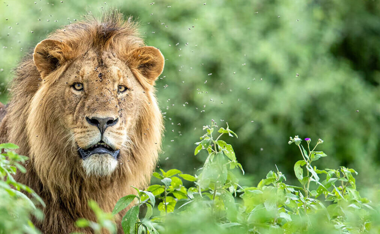 January Safaris Across the Wild Landscapes of East Africa