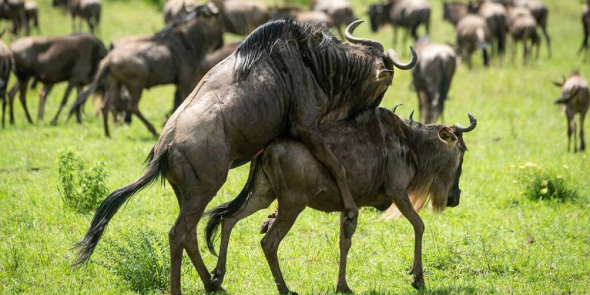 From Iconic Plains to the Untamed South-January in Tanzania