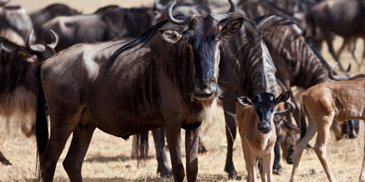 Combined January East Africa Safaris