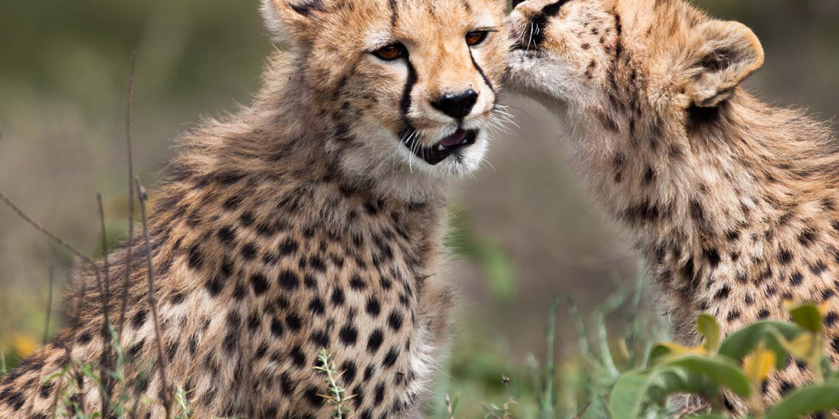 February in Uganda Intimate Forest Encounters