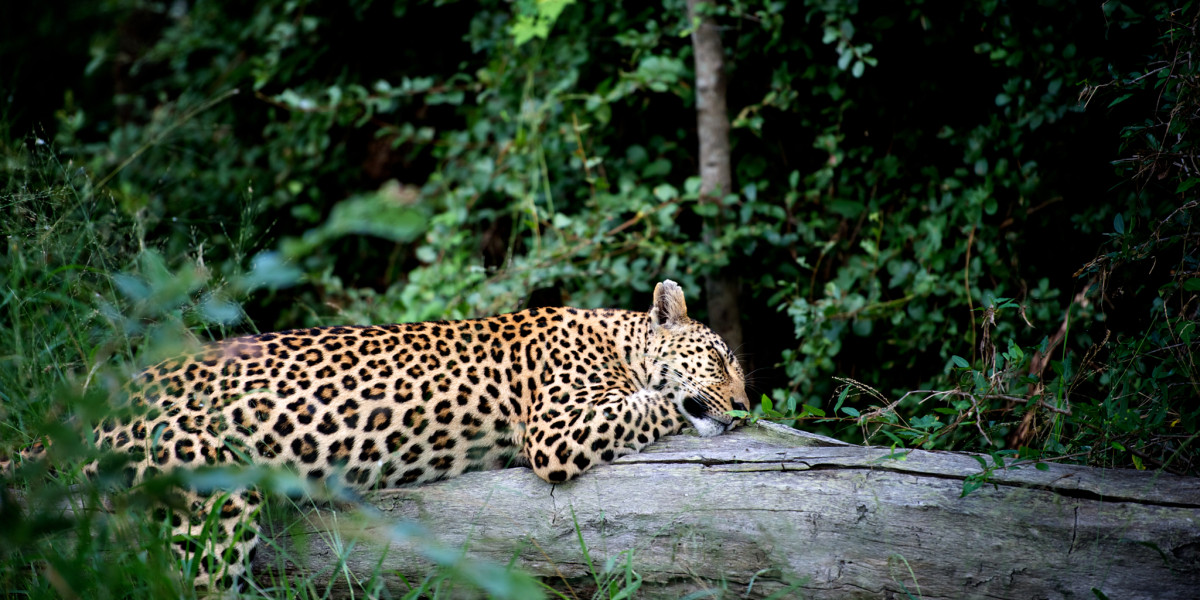 Combined February Safaris Across East Africa