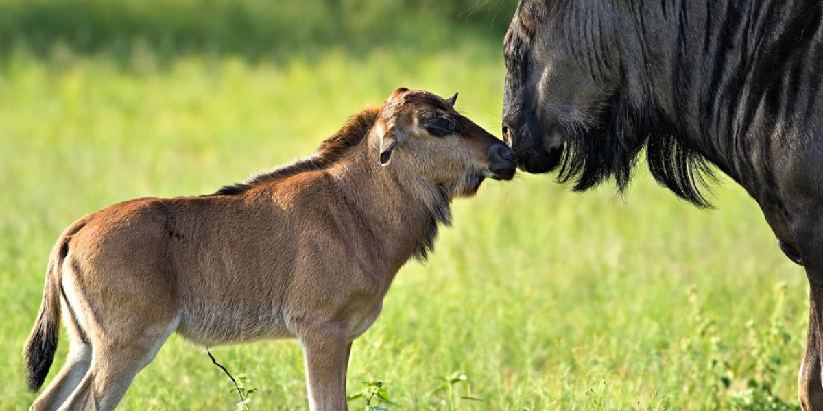 February in Tanzania From Iconic Plains to True Wilderness