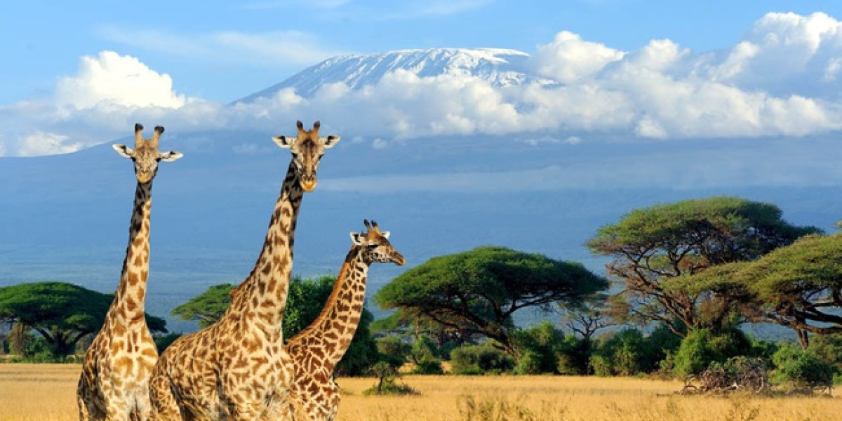 February in Kenya Clear Skies and Classic Encounters