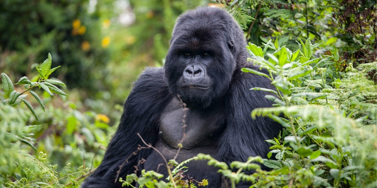 March in Uganda- Forests Alive and Primates Abundant