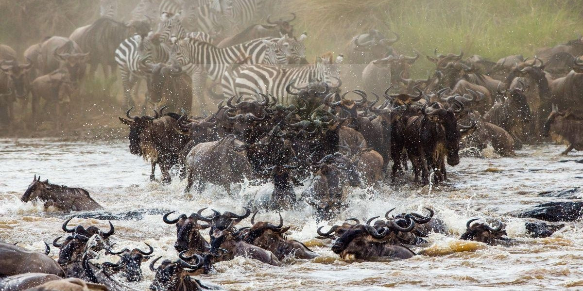 TANZANIA- THE PUREST FORM OF AFRICAN SAFARI