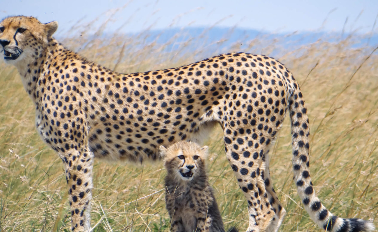 The Best Places to Go on Safari in 2026