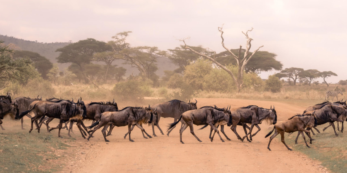 1. Serengeti National Park, Tanzania