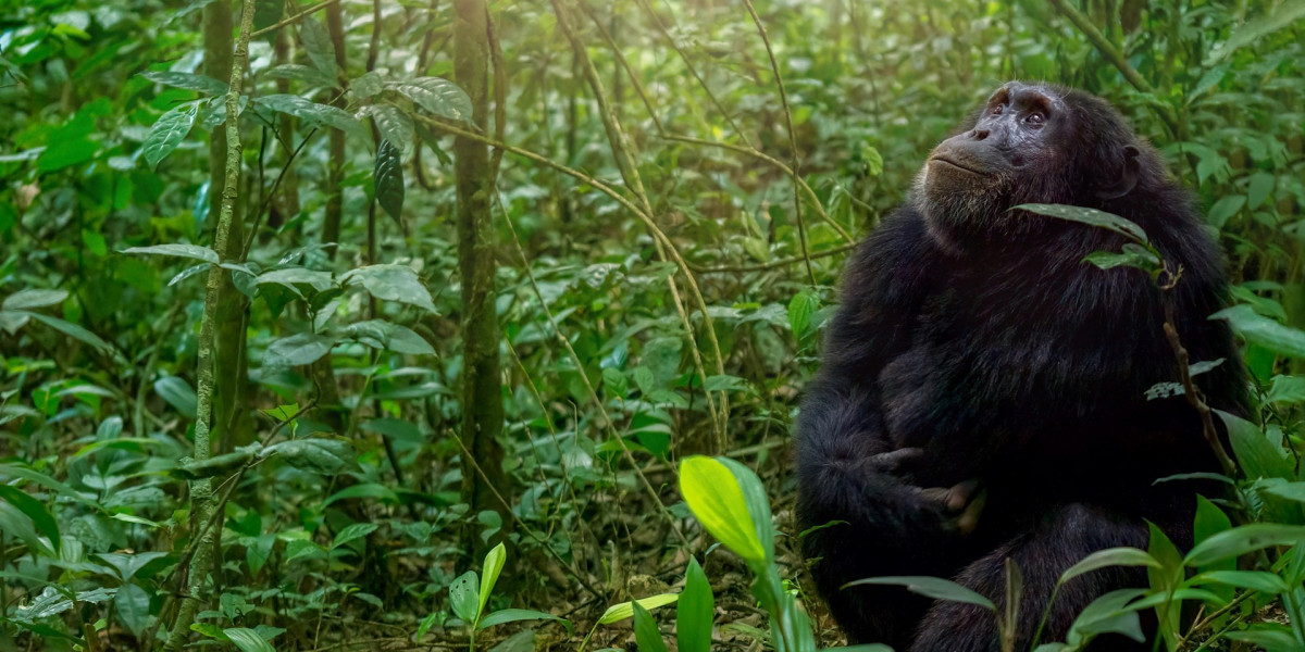 3. Bwindi Impenetrable Forest, Uganda