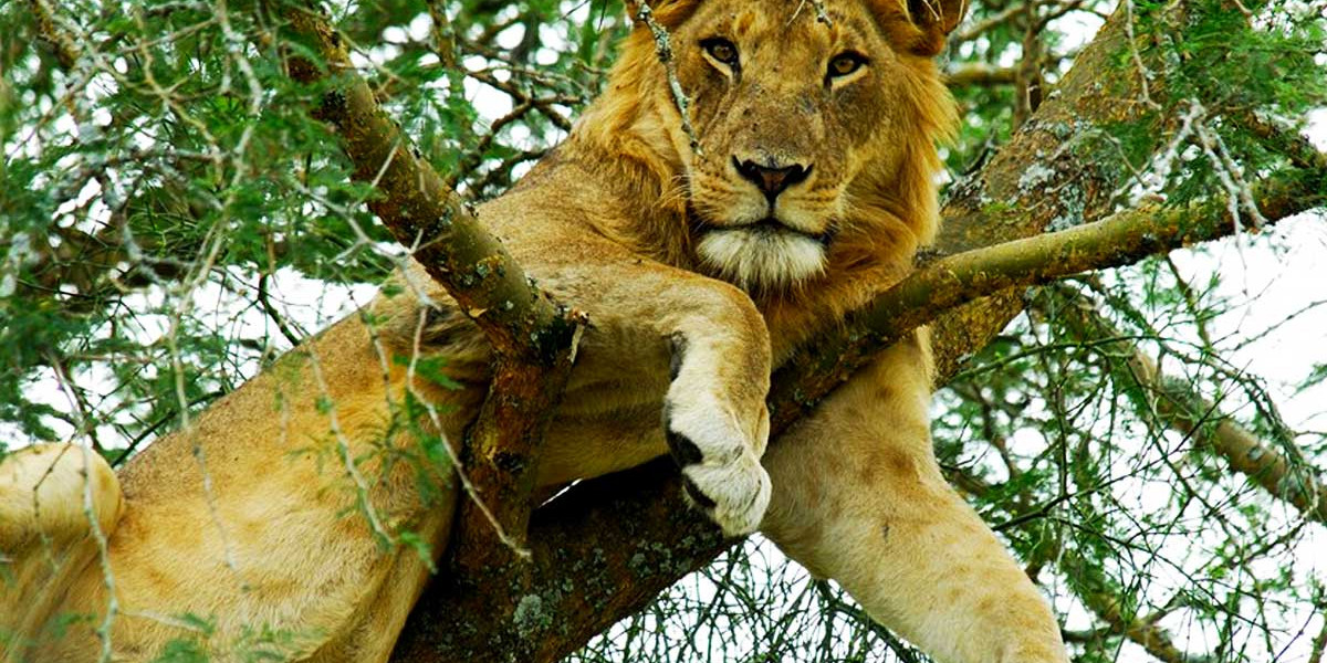 5. Queen Elizabeth National Park, Uganda