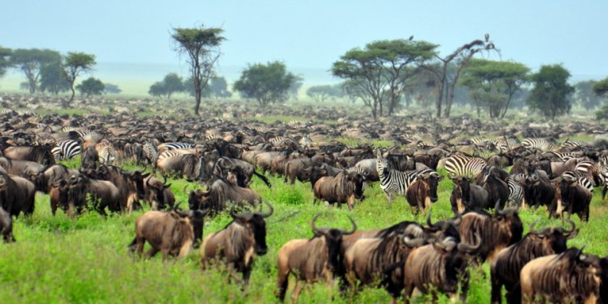1. Serengeti National Park