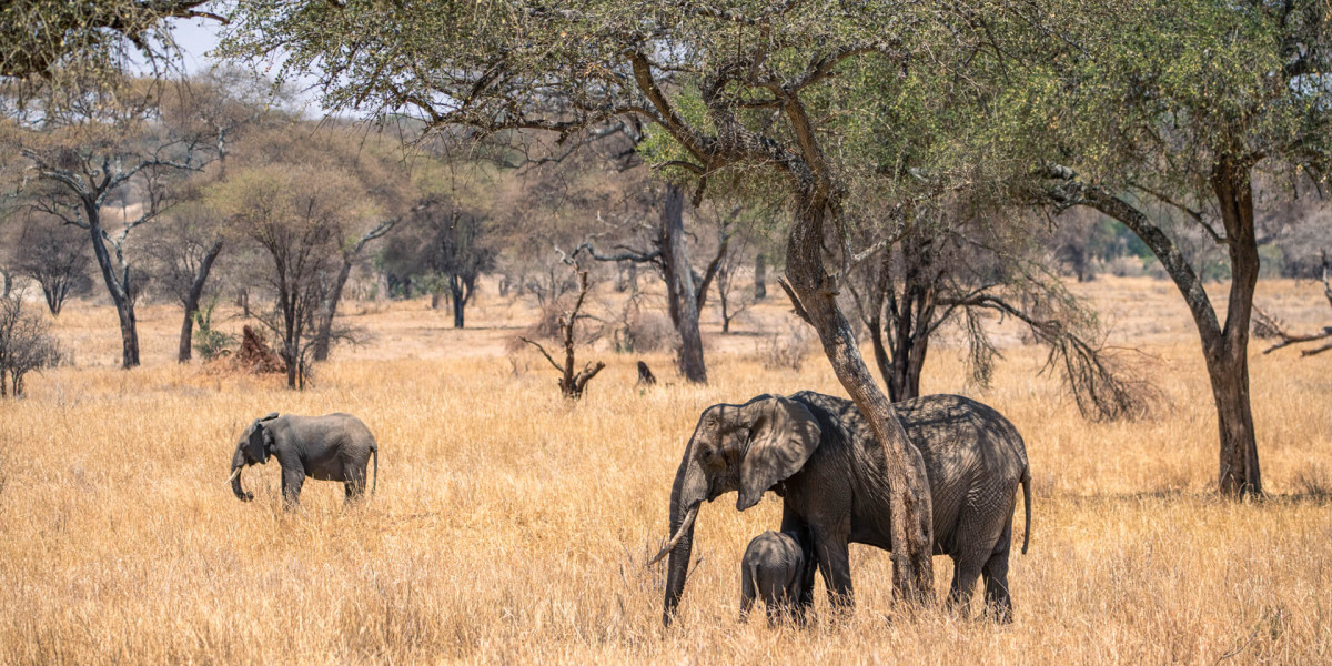 3. Tarangire National Park