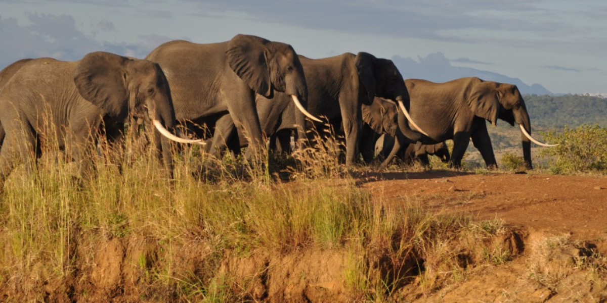 10. Mikumi National Park