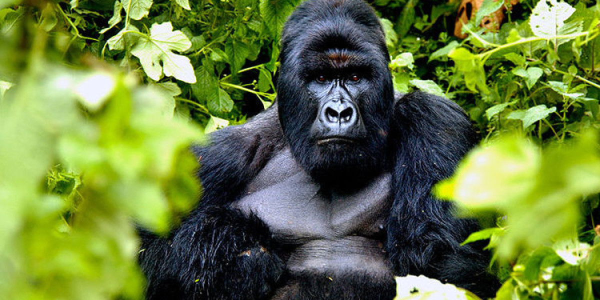 Gorilla Trekking in Volcanoes National Park