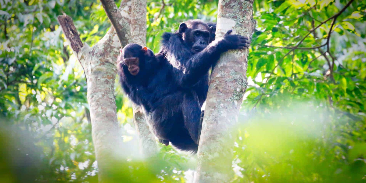 3. Nyungwe Forest National Park – Rainforest Primeval and Primate Kingdom