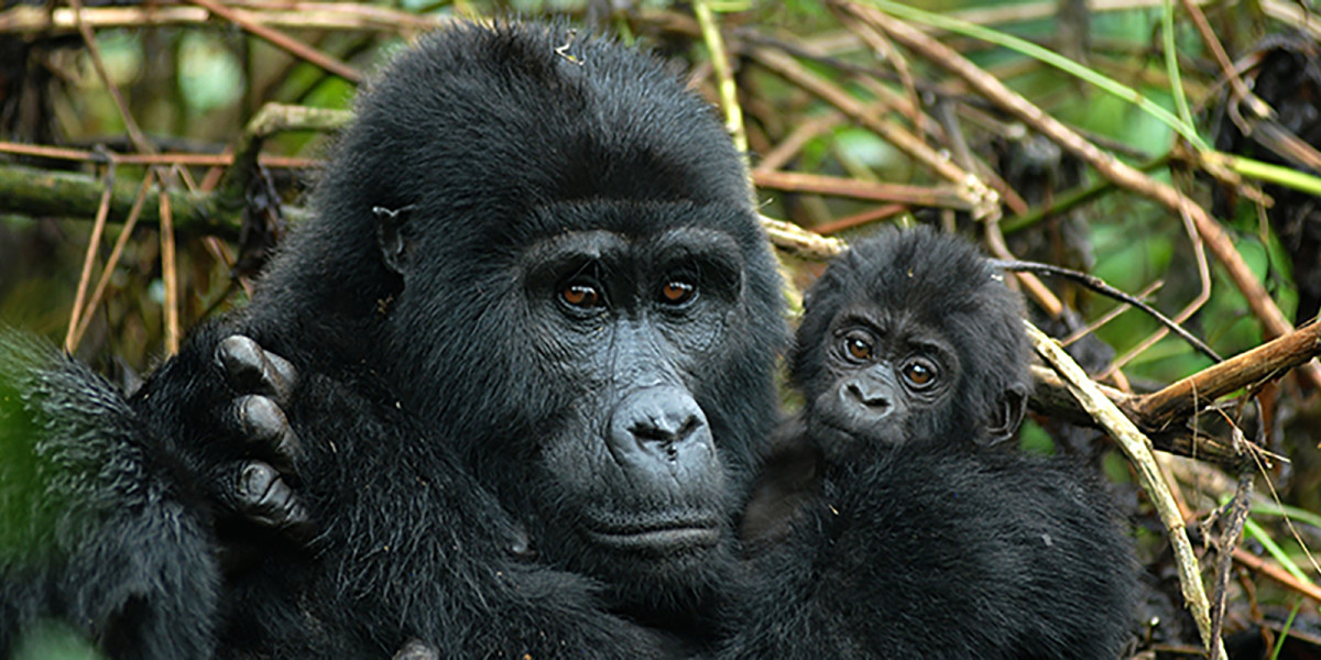 2. Volcanoes National Park – Gorilla Wilderness and Volcanic Majesty