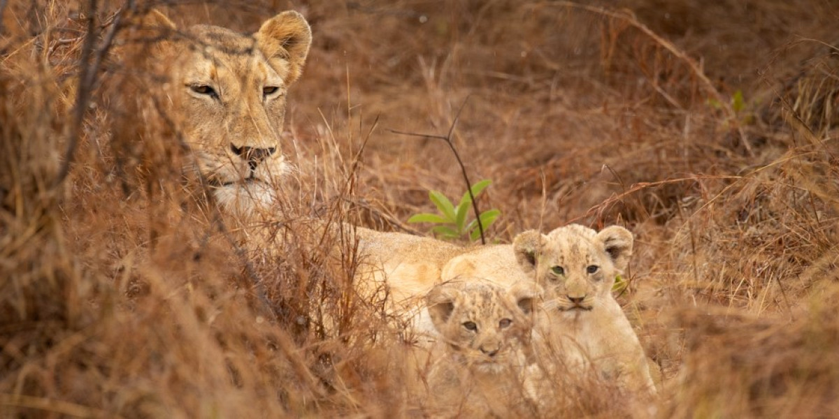 2. A Complete Safari Within One Country