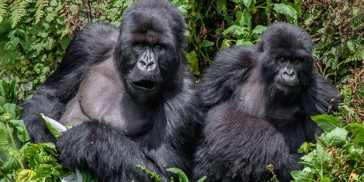 1. Encounter the Majestic Mountain Gorillas