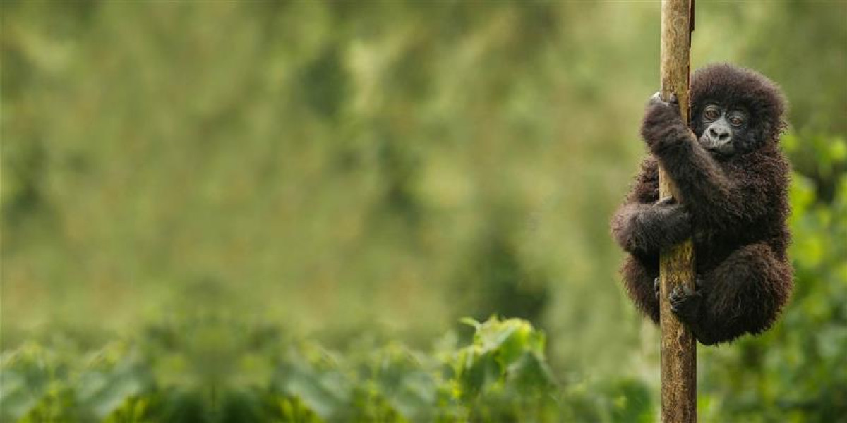 6. Primate Capital of Africa