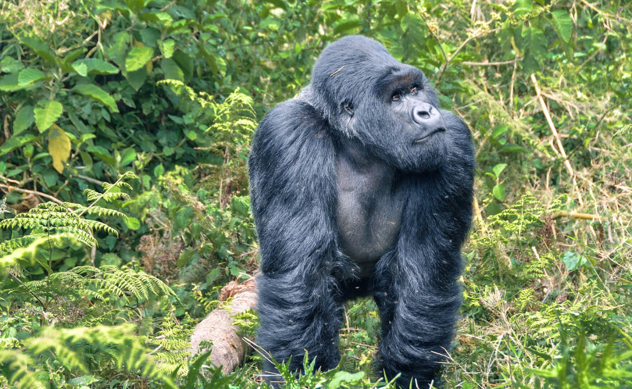 Top Things to Do in Rwanda