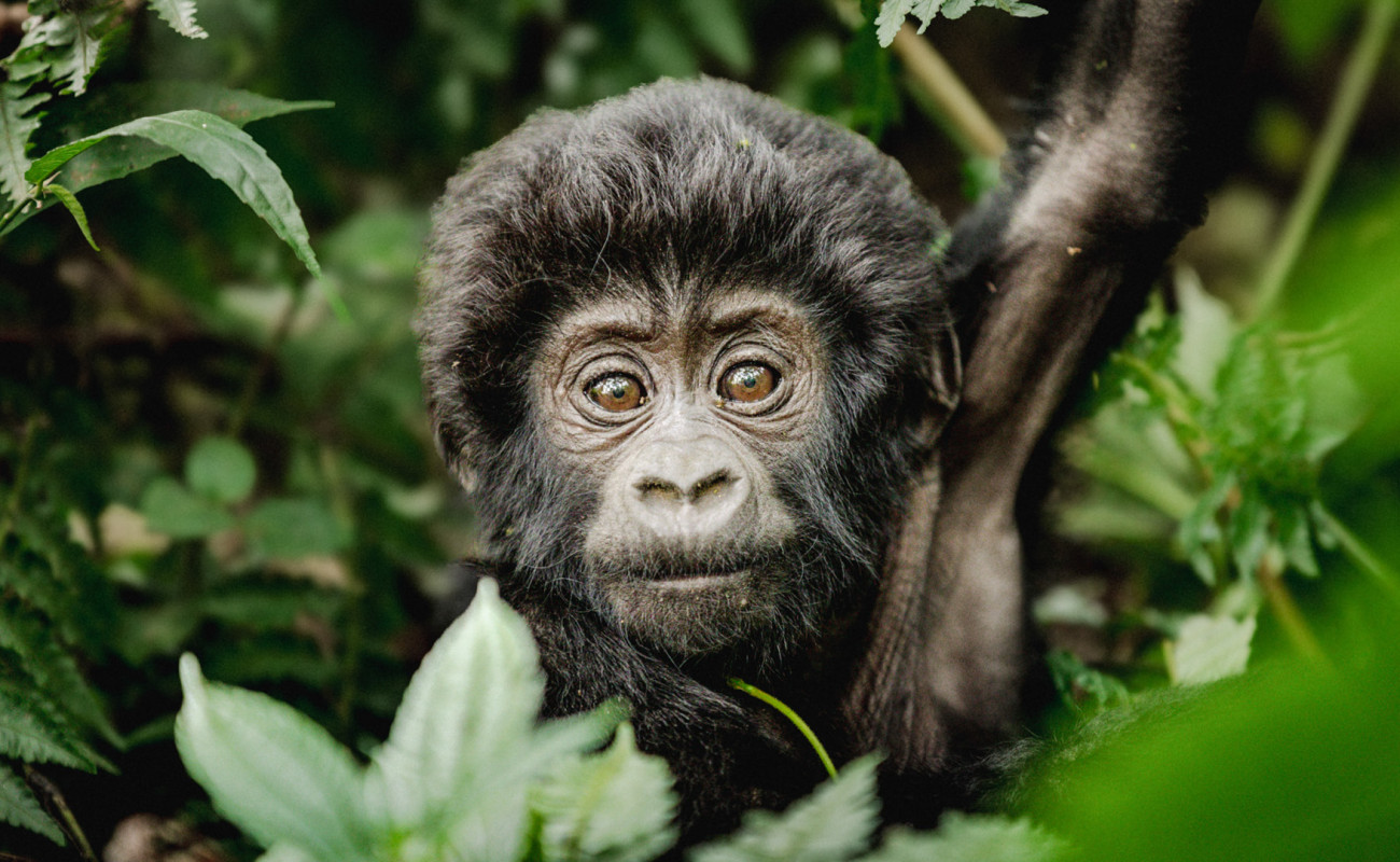 How to Plan Your First-Time Visit to Rwanda