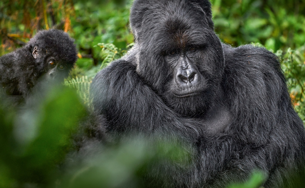 Mountain Gorilla Trekking 