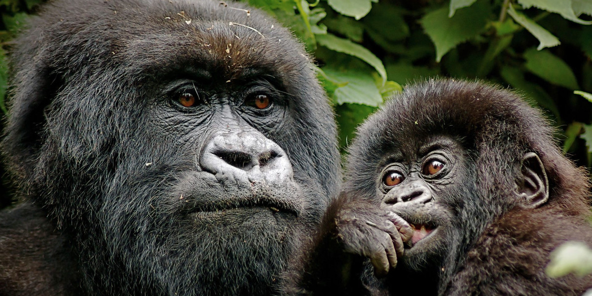 A Wildlife Encounter Unlike Any Other