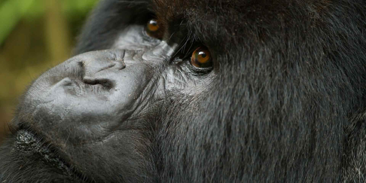 Conservation Success Through Responsible Tourism