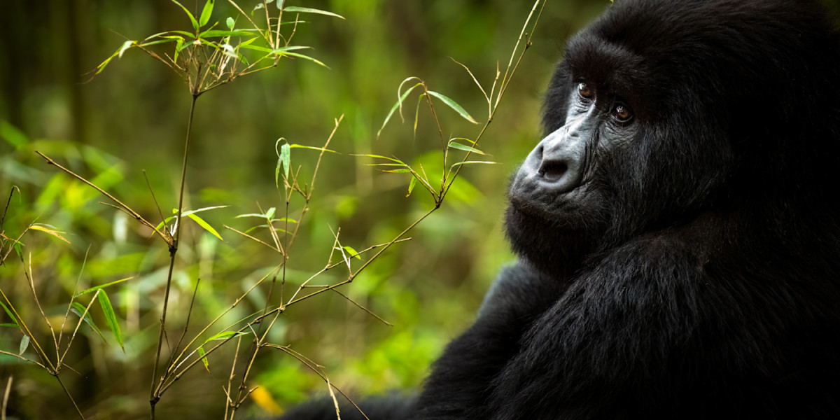 Bwindi Impenetrable National Park – Uganda’s Primate Sanctuary