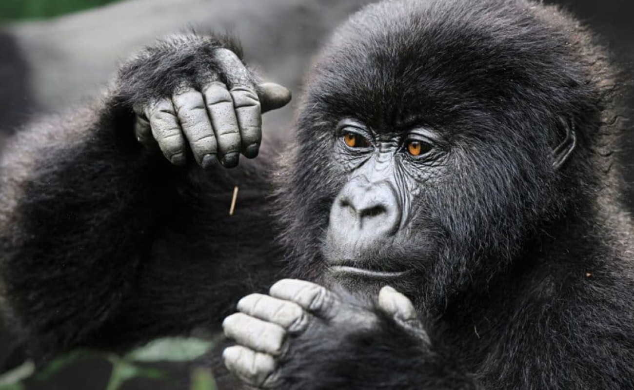 Where to See Mountain Gorillas in East Africa