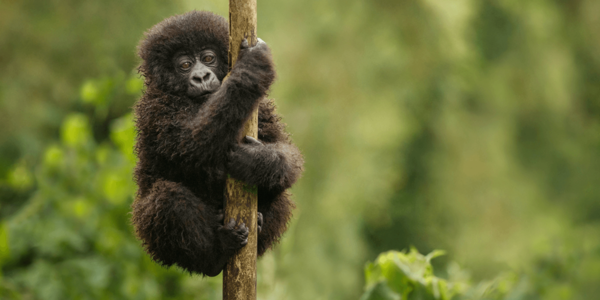 Volcanoes National Park – Luxury & Accessibility in the Virunga Mountains