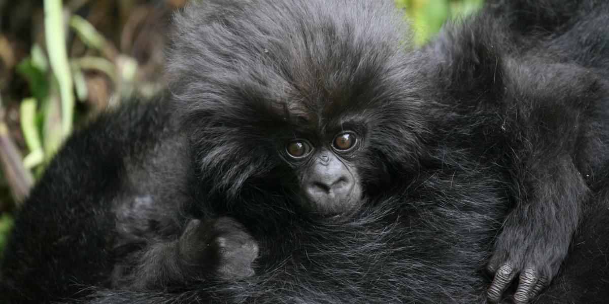 Uganda vs Rwanda – Which Should You Choose?