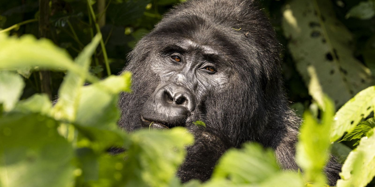 The Best Time to See Gorillas