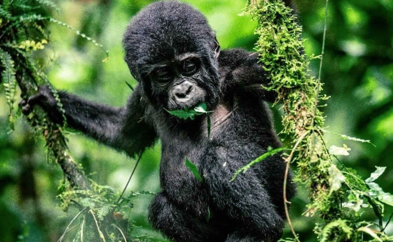 When Is the Best Time to See Gorillas in East Africa?