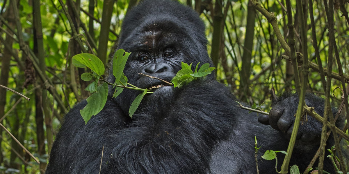 Does Timing Affect Gorilla Sightings?