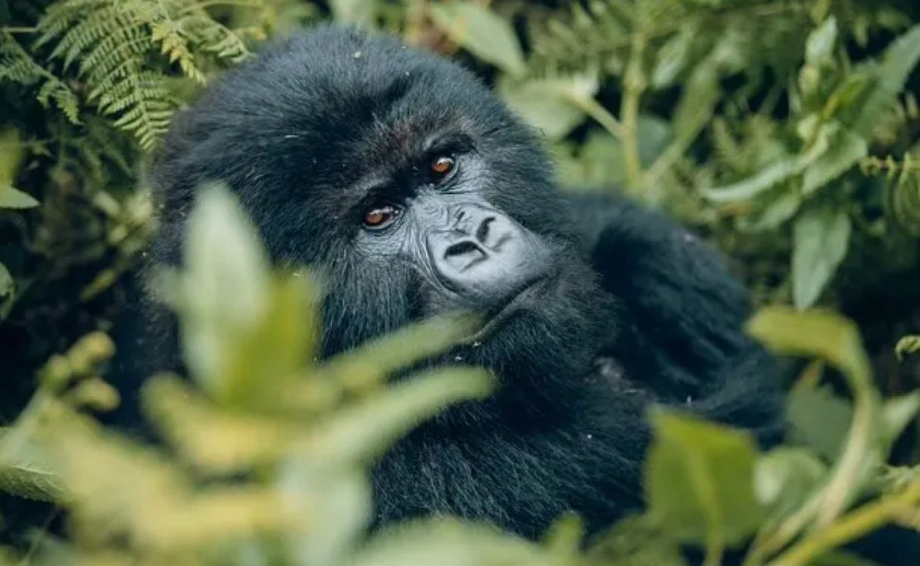 How to Plan and Pack for Your Gorilla Trek in East Africa