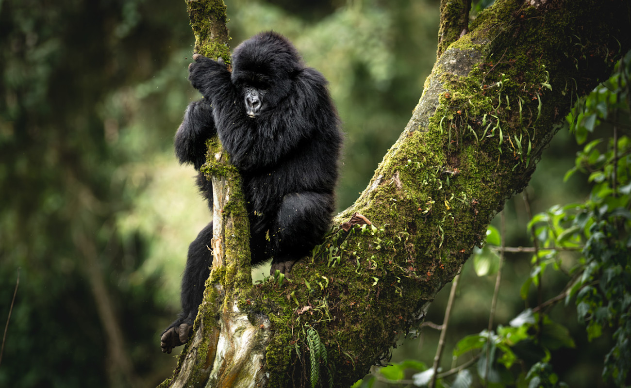 Photography Tips for Capturing Gorillas in Their Natural Habitat
