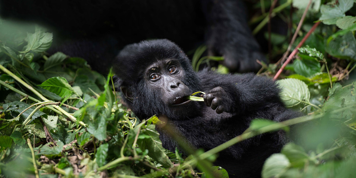 Choose the Right Equipment