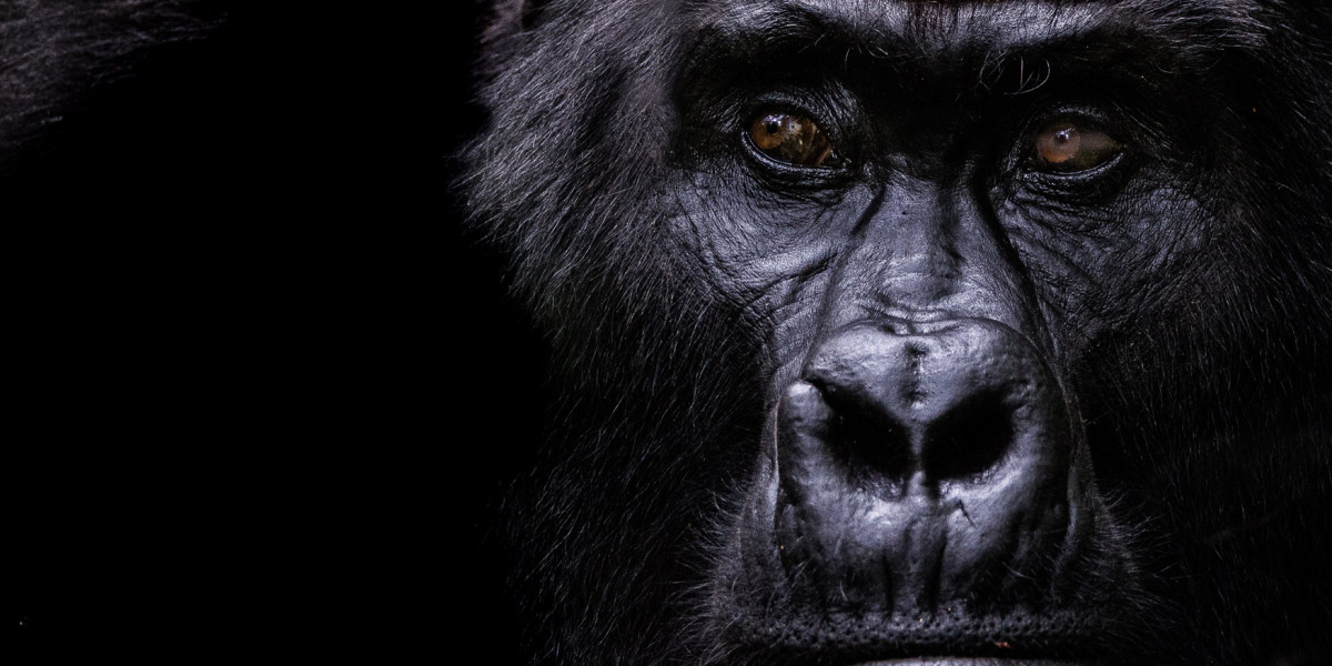 Camera Settings for Rainforest Conditions