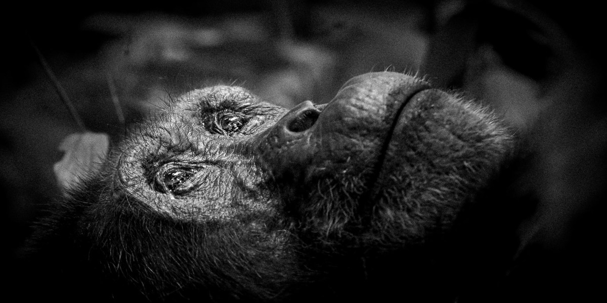 Focus on Expression and Emotion