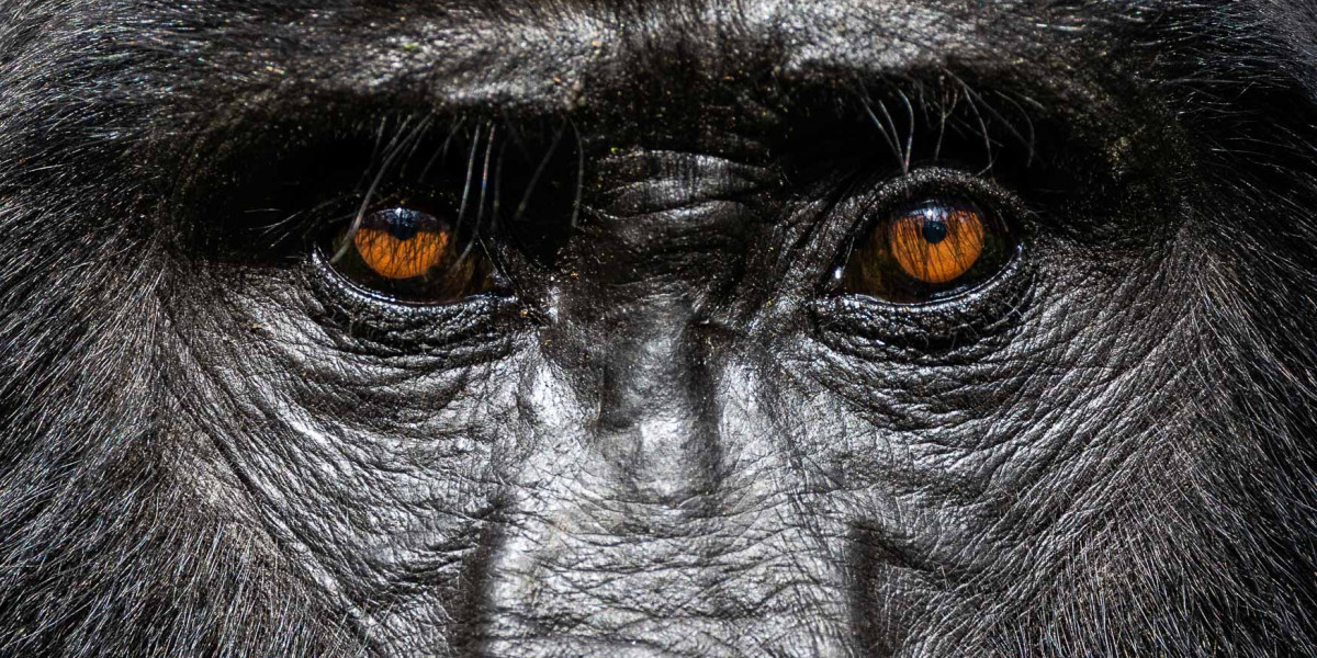 Capture the Full Story