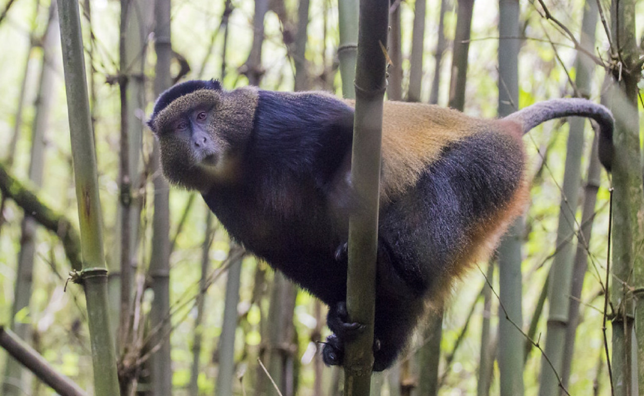 The Primates of East Africa