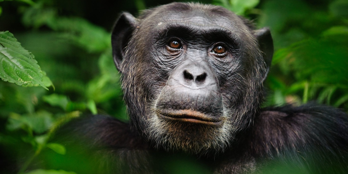 2. Chimpanzees – Intelligence in Motion
