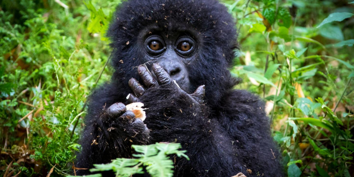 1. Mountain Gorillas – The Guardians of the Highlands